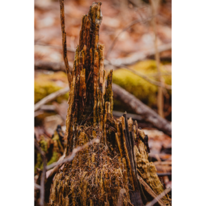 Forest Stump
