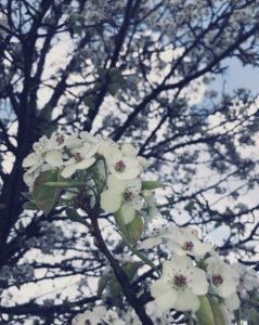 White flowers Fredonia spring