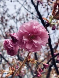 Pink Flowers Fredonia Spring
