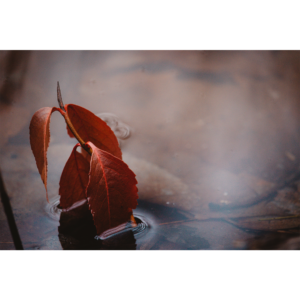 Red Leaf Water